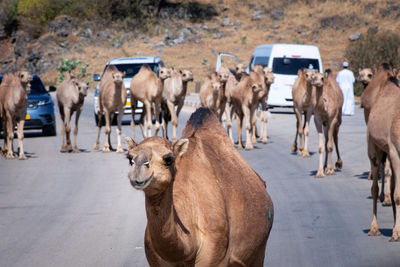 Camels in salalah, oman