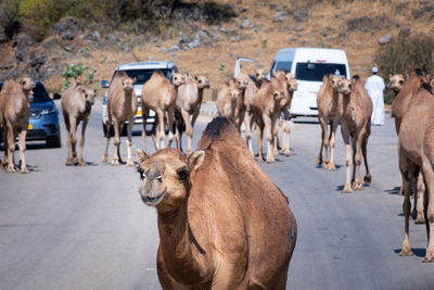 Horses on the road