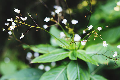 Close-up of insect on plant