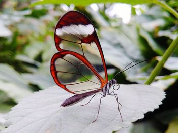 Close-up of insect