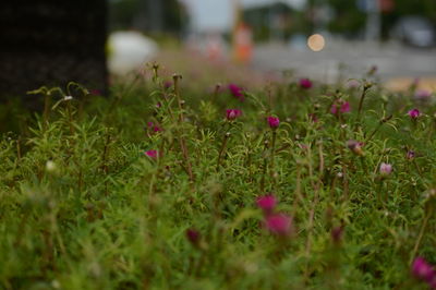 Close-up of flowering plants on land