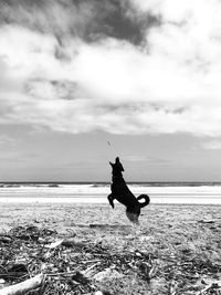 Dog on beach