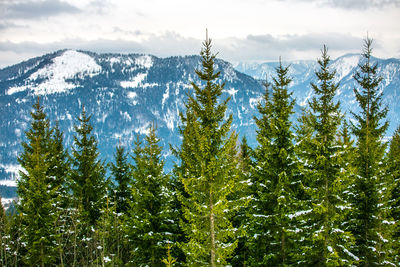 Pine trees against mountains during winter