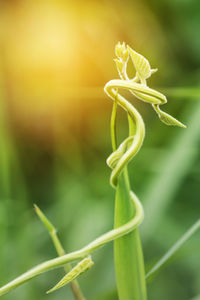 Close-up of ivy growing outdoors