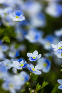 Close-up of purple flowering plant