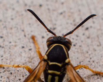 Close-up of insect