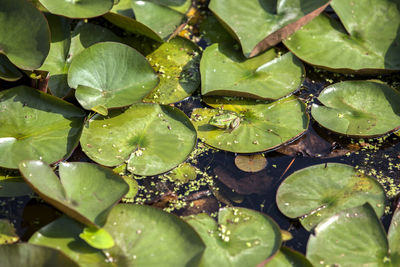 High angle view of frog on lily pad in pond