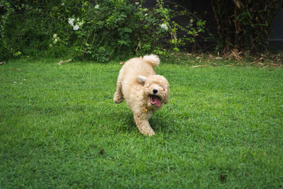 View of a dog running on field