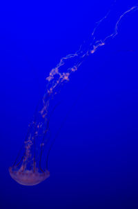 Low angle view of jellyfish swimming in sea