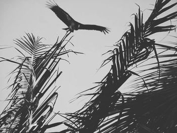 Low angle view of birds flying in sky