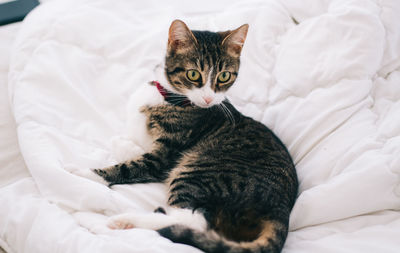 Portrait of cat lying on bed