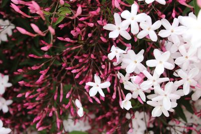 Close-up of white flowers blooming outdoors