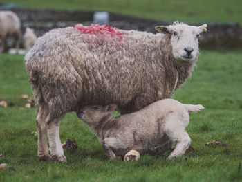 Lamb feeding on sheep