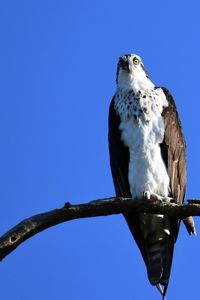 Low angle view of eagle perching on tree against sky