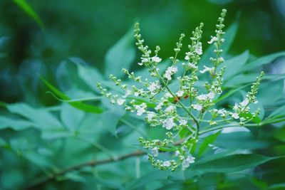 Close-up of flowering plant