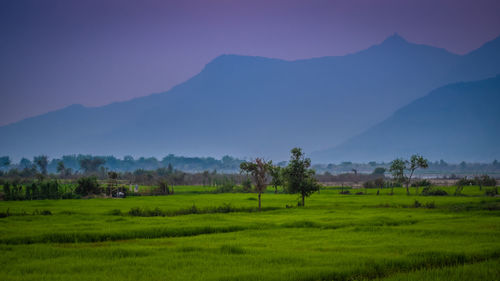 Scenic view of field against sky