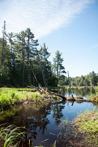 Scenic view of lake in forest against sky