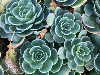 Close-up of prickly pear cactus