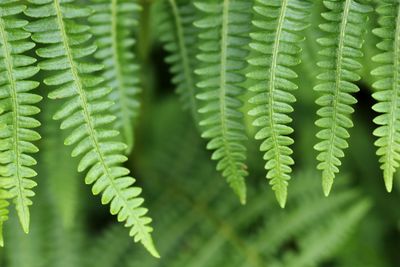 Close-up of fresh green leaves