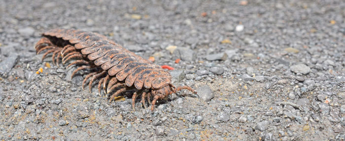 Kalimantan tractor millipede crossing the road