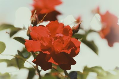 Close-up of red rose plant