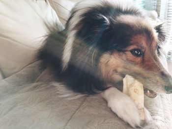 Close-up of dog at home