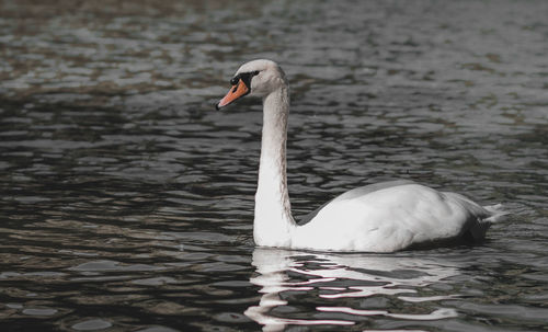 Swan swimming in lake