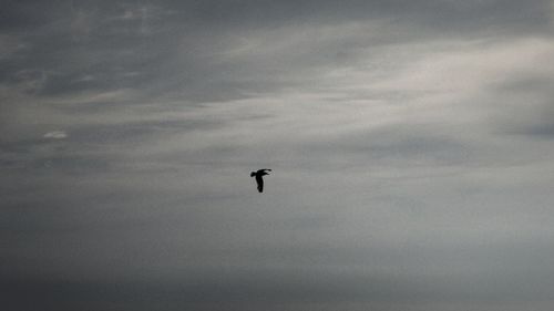 Low angle view of silhouette bird flying against sky