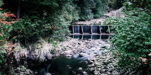 Footbridge over river amidst trees in forest