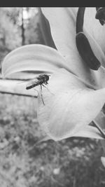 Close-up of insect on tree