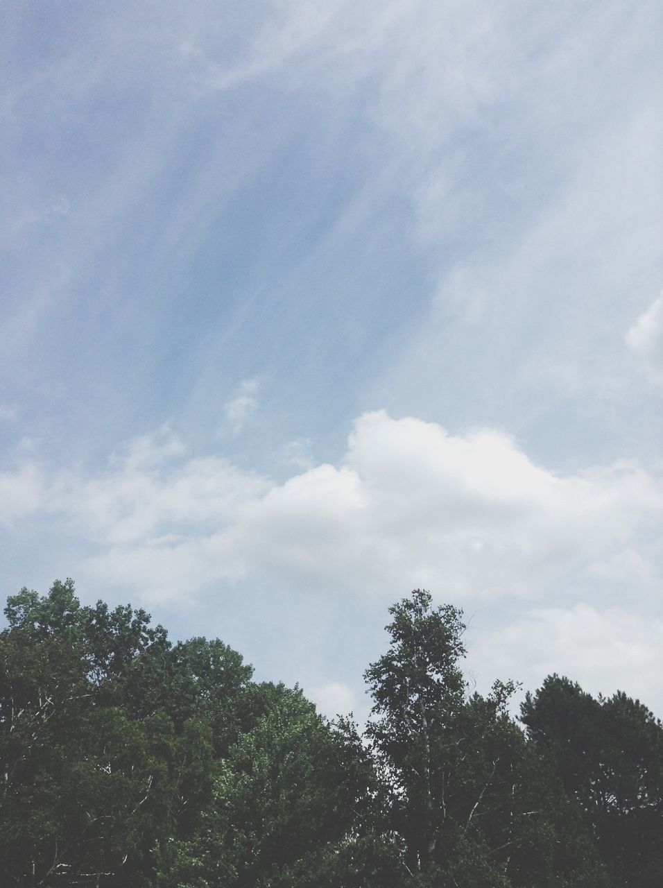 tree, sky, low angle view, cloud - sky, tranquility, beauty in nature, growth, nature, tranquil scene, scenics, cloud, cloudy, day, outdoors, no people, branch, idyllic, blue, high section, green color