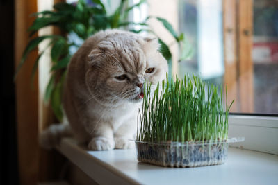 Cute scottish fold cat sitting near catnip or cat grass grown from barley, oat, wheat or rye seeds