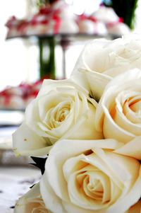 Close-up of white rose