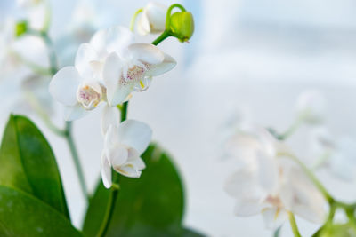 Close-up of white cherry blossom