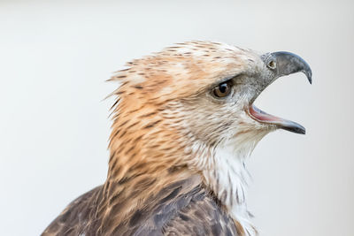 Close-up of eagle against white background