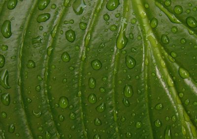 Full frame shot of wet leaf