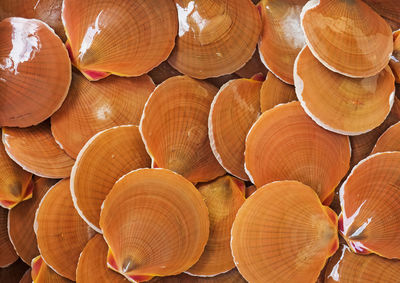 Full frame shot of seashells