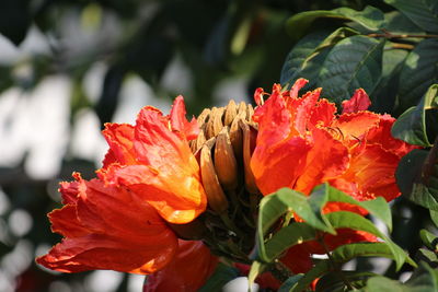 Close-up of red rose flower