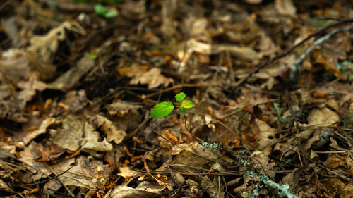 soil