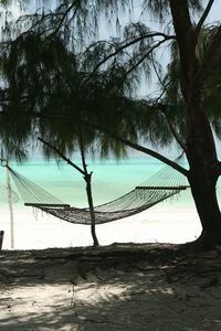 Trees on beach against sky