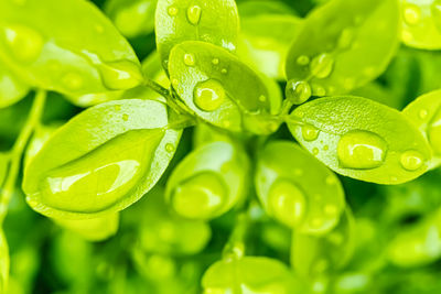 Close-up of wet green leaves