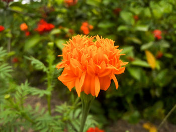 Close-up of orange flower blooming outdoors