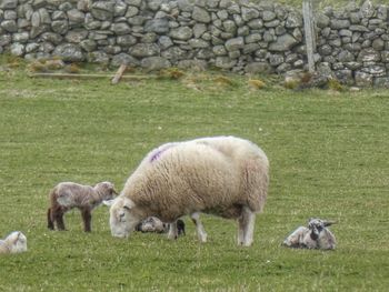 Sheep grazing in field