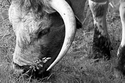 Close-up of horse on field