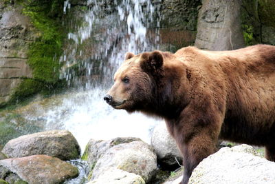 Brown bear