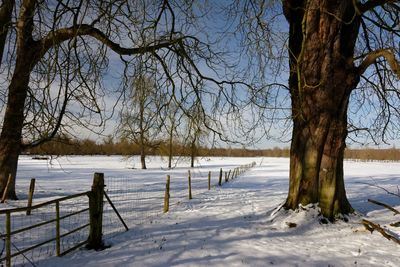 Bare trees on snow covered landscape against sky