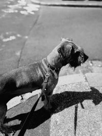 Dog standing on shore