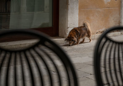 Cat sitting on a window