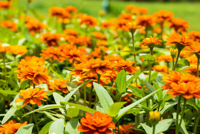 Close-up of orange flowers