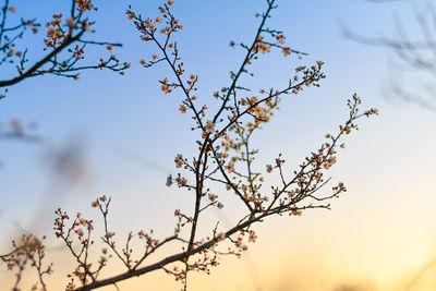 Low angle view of tree against sky